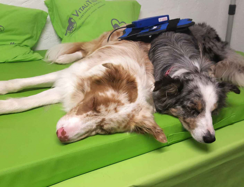 Wärme- und Kältetherapie: Wann und wie sie bei Hunden angewendet wird